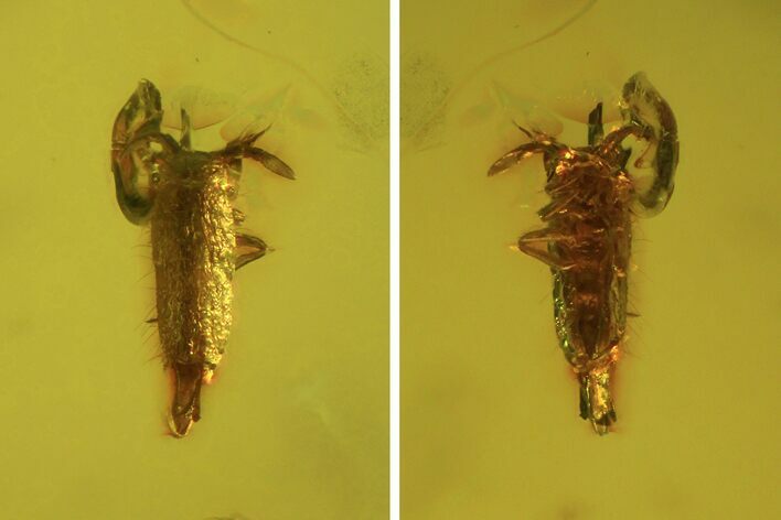 Detailed Fossil Springtail (Collembola) In Baltic Amber #50561
